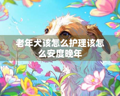 老年犬该怎么护理该怎么安度晚年