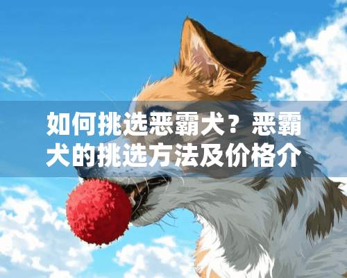 如何挑选恶霸犬？恶霸犬的挑选方法及价格介绍！