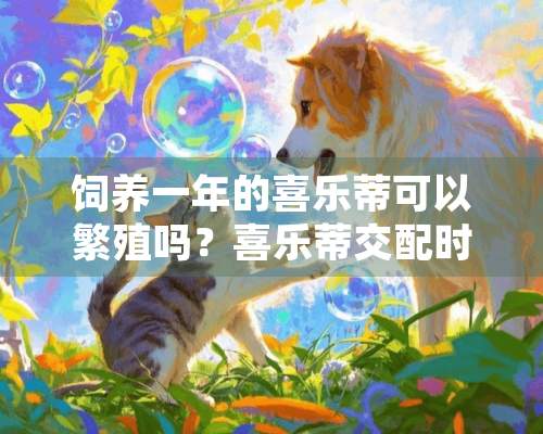 饲养一年的喜乐蒂可以繁殖吗？喜乐蒂交配时间及繁殖知识介绍！