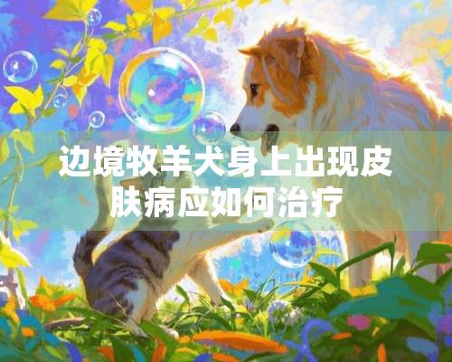 边境牧羊犬身上出现皮肤病应如何治疗