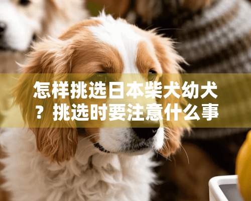 怎样挑选日本柴犬幼犬？挑选时要注意什么事项？