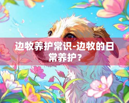 边牧养护常识-边牧的日常养护？