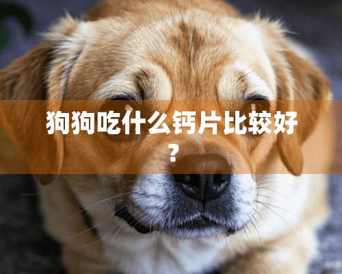 狗狗吃什么钙片比较好？