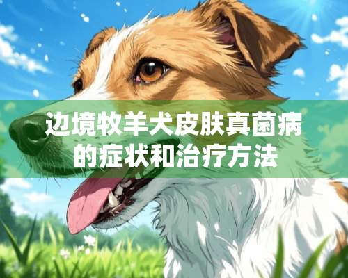 边境牧羊犬皮肤真菌病的症状和治疗方法