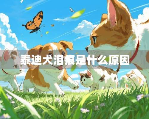 泰迪犬泪痕是什么原因