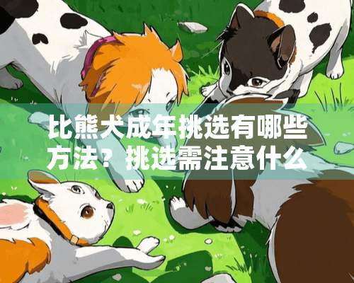 比熊犬成年挑选有哪些方法？挑选需注意什么？