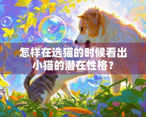 怎样在选猫的时候看出小猫的潜在性格？