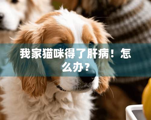 我家猫咪得了肝病！怎么办？