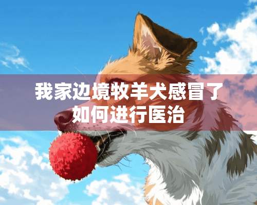 我家边境牧羊犬感冒了如何进行医治