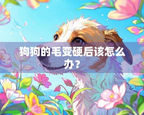 狗狗的毛变硬后该怎么办？