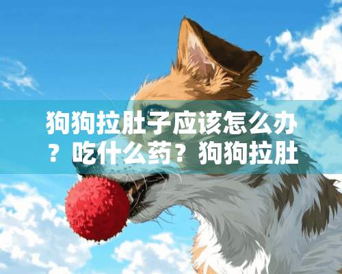 狗狗拉肚子应该怎么办？吃什么药？狗狗拉肚子的原因