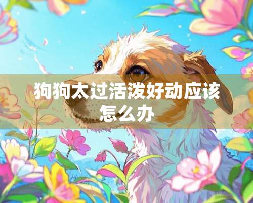 狗狗太过活泼好动应该怎么办