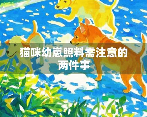 猫咪幼崽照料需注意的两件事