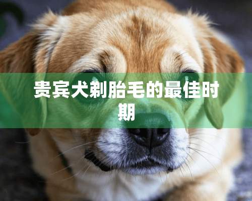 贵宾犬剃胎毛的最佳时期