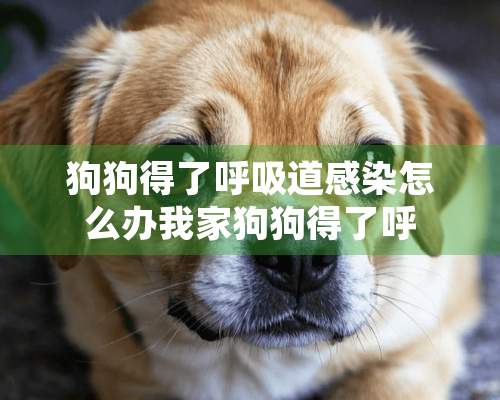 狗狗得了呼吸道感染怎么办我家狗狗得了呼