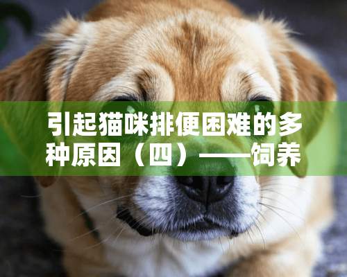 引起猫咪排便困难的多种原因（四）——饲养与管理