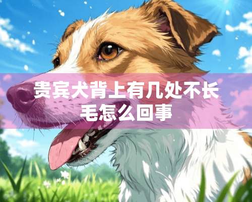 贵宾犬背上有几处不长毛怎么回事