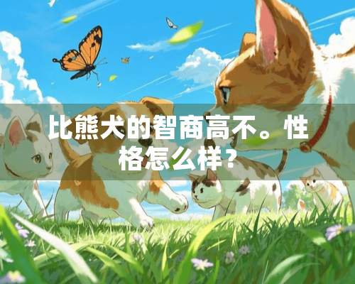 比熊犬的智商高不。性格怎么样？