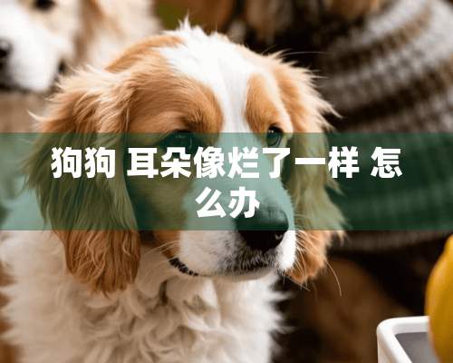 狗狗 耳朵像烂了一样 怎么办