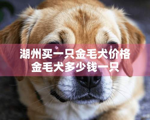 湖州买一只金毛犬价格金毛犬多少钱一只