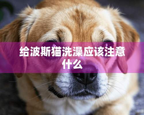 给波斯猫洗澡应该注意什么