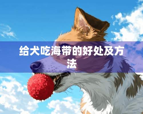 给犬吃海带的好处及方法