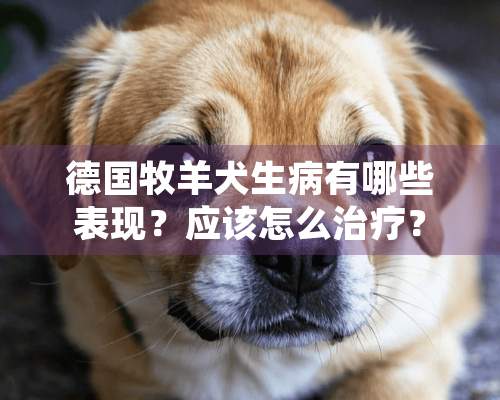 德国牧羊犬生病有哪些表现？应该怎么治疗？