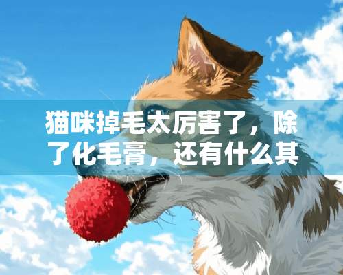 猫咪掉毛太厉害了，除了化毛膏，还有什么其他的辅助方法吗？