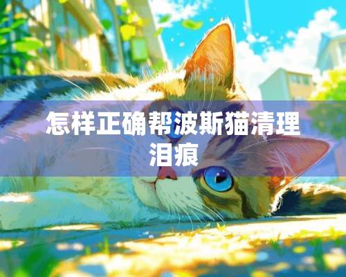 怎样正确帮波斯猫清理泪痕