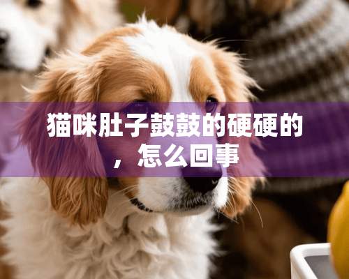 猫咪肚子鼓鼓的硬硬的，怎么回事