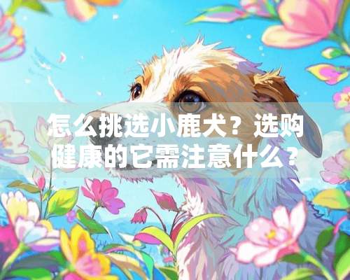 怎么挑选小鹿犬？选购健康的它需注意什么？