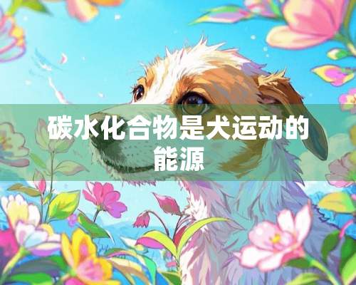 碳水化合物是犬运动的能源