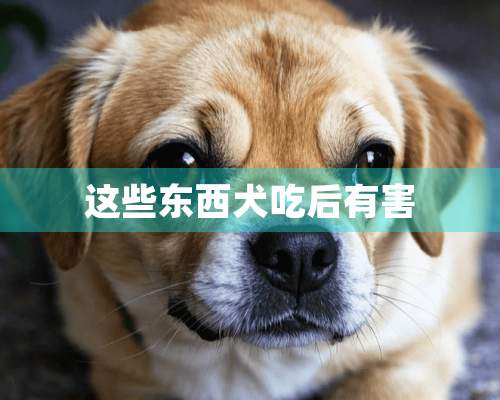 这些东西犬吃后有害