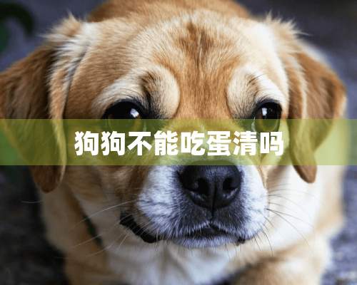 狗狗不能吃蛋清吗