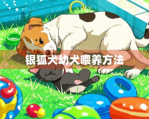 银狐犬幼犬喂养方法