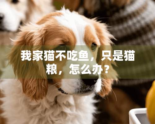 我家猫不吃鱼，只是猫粮，怎么办？