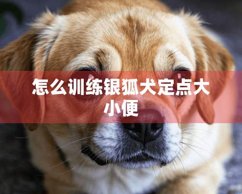 怎么训练银狐犬定点大小便