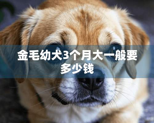 金毛幼犬3个月大一般要多少钱