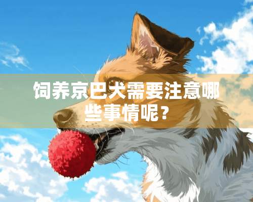 饲养京巴犬需要注意哪些事情呢？