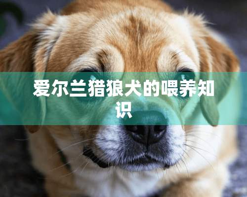 爱尔兰猎狼犬的喂养知识