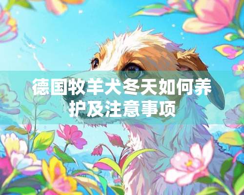 德国牧羊犬冬天如何养护及注意事项