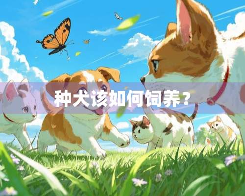 种犬该如何饲养？