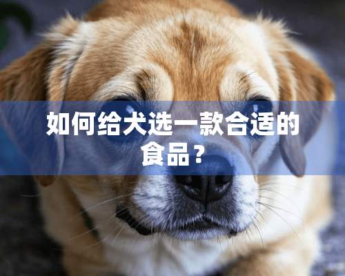 如何给犬选一款合适的食品？