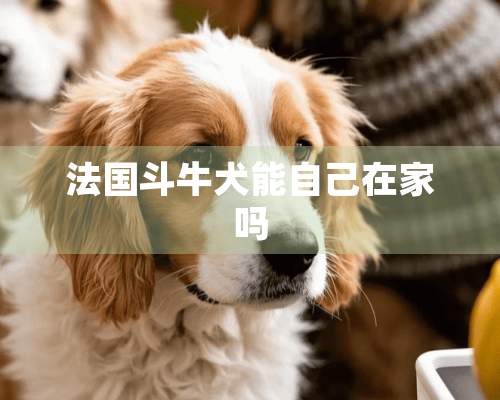 法国斗牛犬能自己在家吗