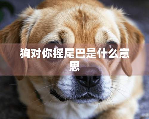 狗对你摇尾巴是什么意思