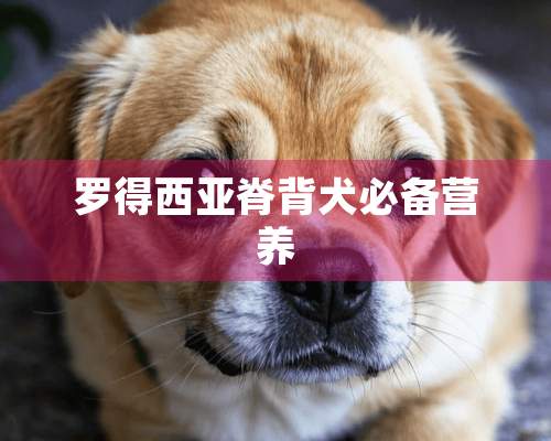 罗得西亚脊背犬必备营养