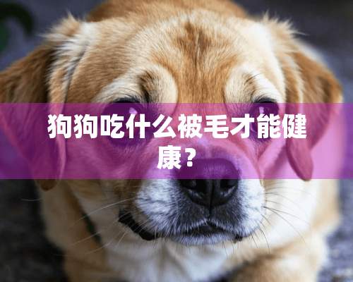 狗狗吃什么被毛才能健康？