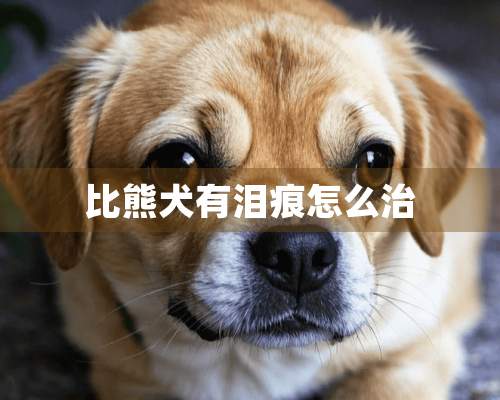 比熊犬有泪痕怎么治