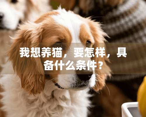 我想养猫，要怎样，具备什么条件？