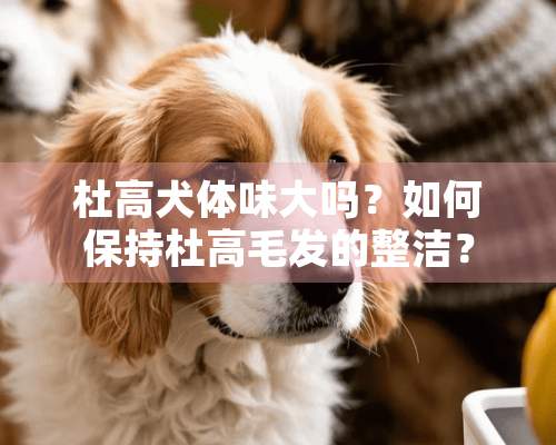 杜高犬体味大吗？如何保持杜高毛发的整洁？